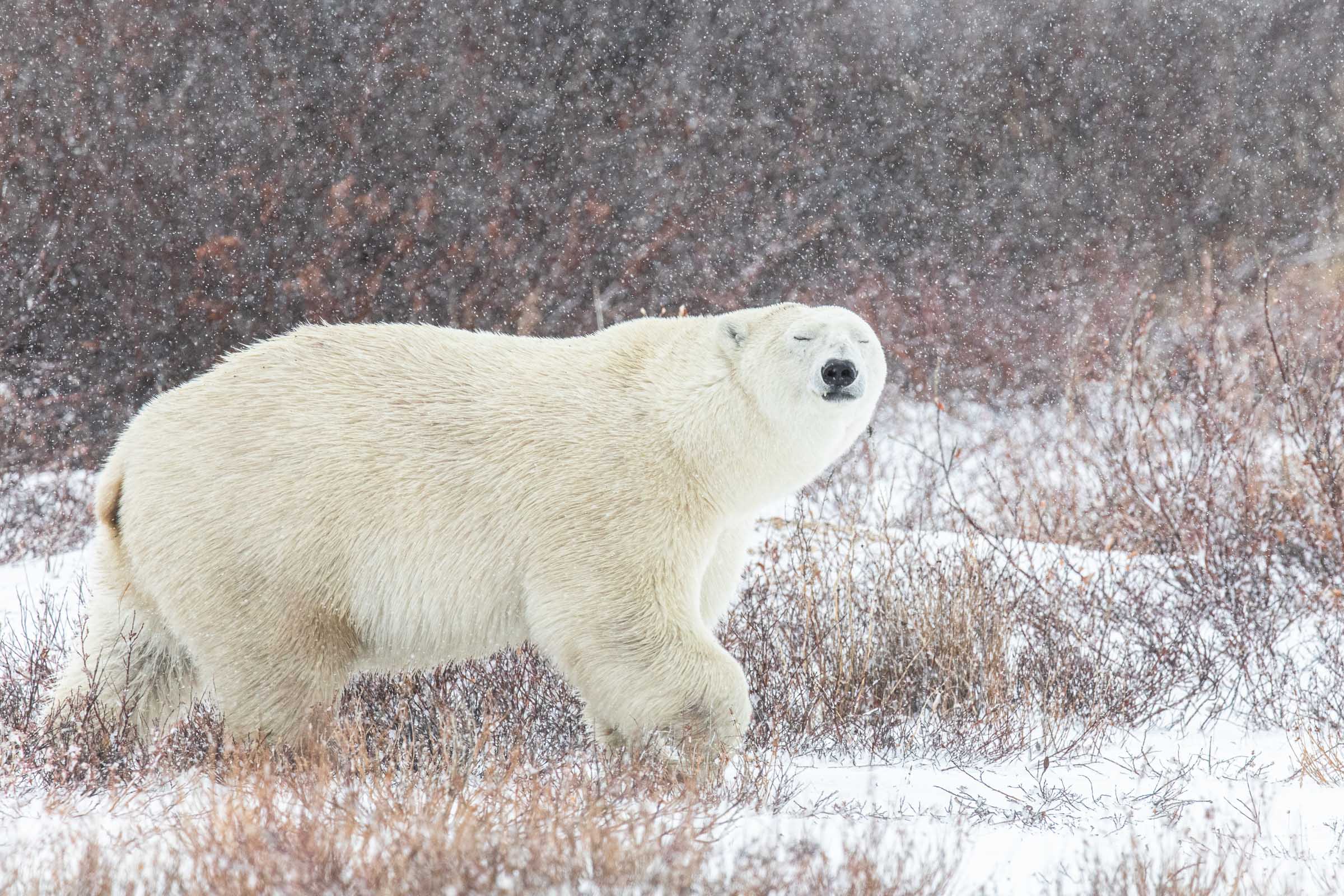 Polar Bear, Churchill