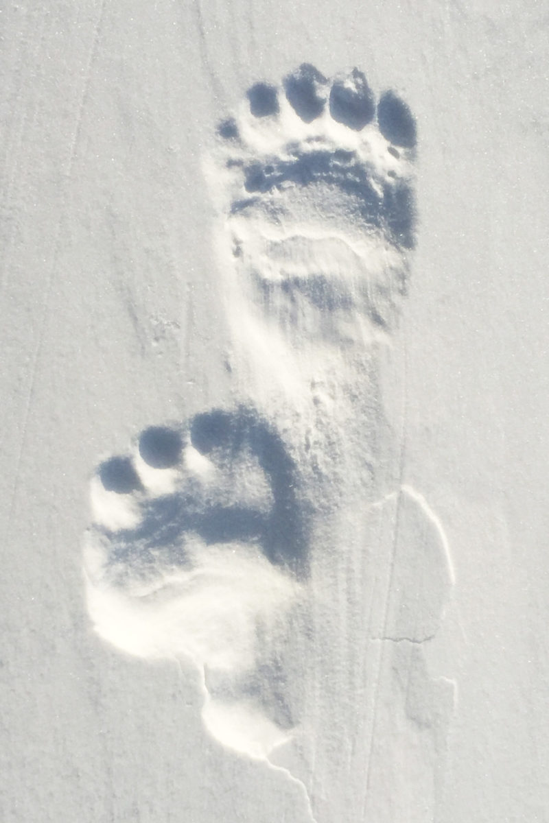 Empreintes d'ours polaire dans la neige, Churchill